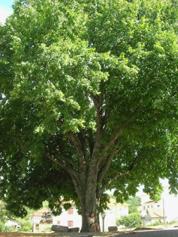 alberi